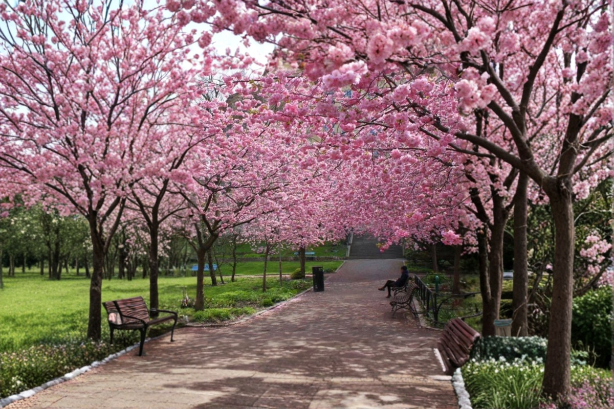 Cherry Blossom Tree Seeds – 20 Pack, Pink Flowers, Ornamental Prunus serrulata, Full Sun, Garden & Bonsai Planting
