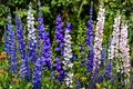 Delphinium Magic Fountains Mix Live Starter Plants – Perennial Flower Plugs for Gardens, Borders, Pollinators