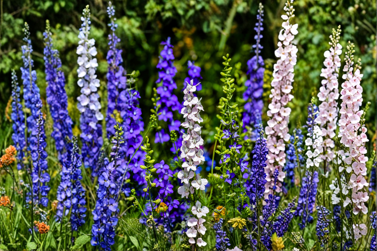 Delphinium Magic Fountains Mix Live Starter Plants – Perennial Flower Plugs for Gardens, Borders, Pollinators
