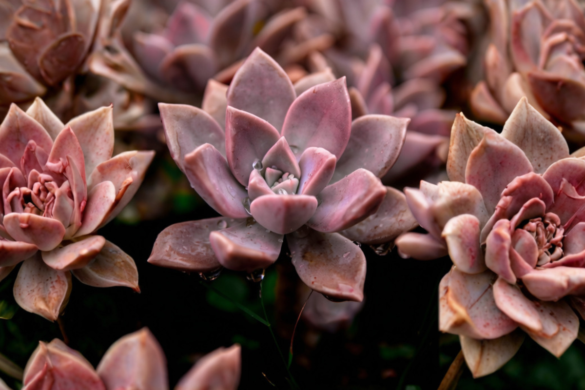 Graptoveria Dusty Pink Succulent Pups – 2 Live 1-Inch Starter Plants, Easy-Care, Drought-Tolerant, Indoor & Outdoor Container Plant