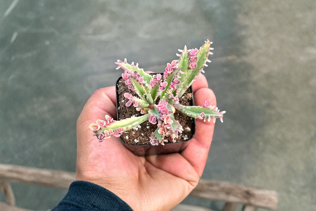 Kalanchoe Pink Butterflies Live Succulent Plant - Indoor Starter Houseplant with Pink Foliage, Tropical Foliage, Rare Succulent