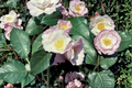 Japanese Camellia ‘Japanese Fantasy’ Live Plant – 1 Gallon Pink & White Flowering Evergreen Shrub Camellia japonica