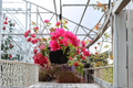 Rijnstar Pink Bougainvillea Live Starter Plant in Container - Tropical Climbing Vine with Bright Pink Bracts, Ornamental Garden Plant
