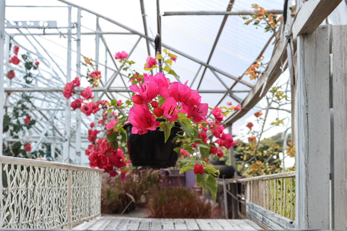 Rijnstar Pink Bougainvillea Live Starter Plant in Container - Tropical Climbing Vine with Bright Pink Bracts, Ornamental Garden Plant