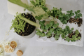 African Blue Basil Live Plant, Organic Herb Starter, Purple Green Foliage, Ocimum kilimandscharicum × basilicum