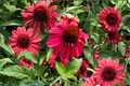 Double Scoop Cranberry Coneflower Live Plants – 3 Rooted Starters in 1 Qt Pots, Echinacea 'Double Scoop Cranberry' Perennial