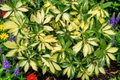 Dwarf Umbrella Tree Live Plant – Schefflera arboricola – Indoor Houseplant – Rooted Tropical Foliage