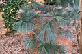 Cesarini Blue Limber Pine Live Plant 12 Inches Blue Evergreen Conifer in 1-Gallon Pot Pinus flexilis