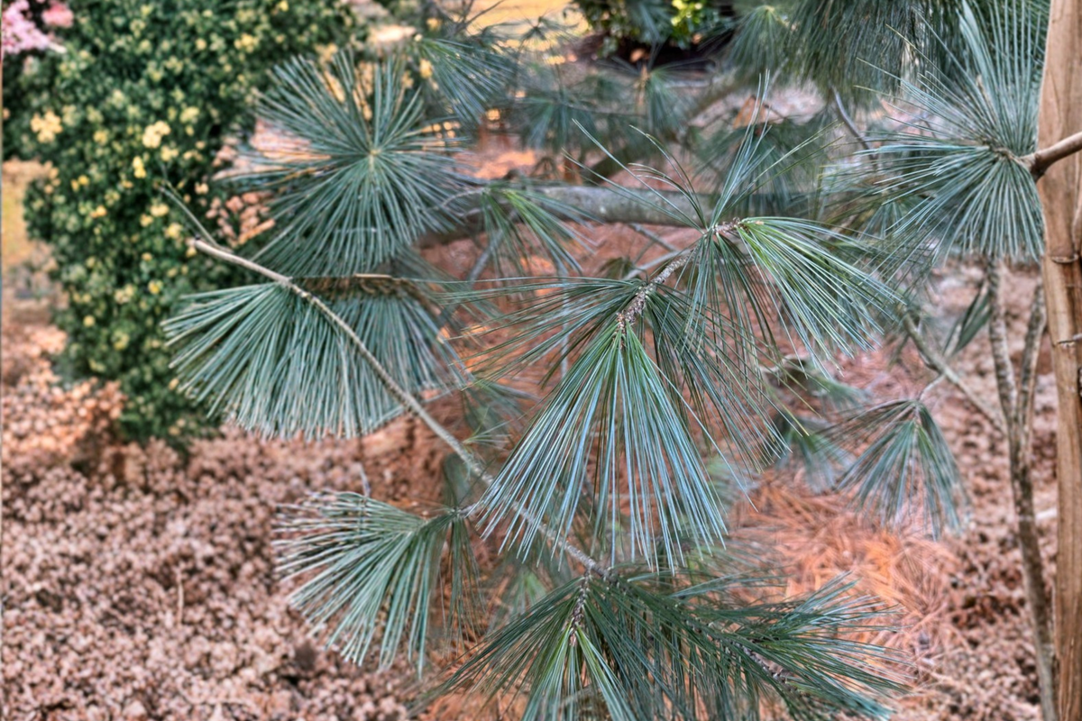 Cesarini Blue Limber Pine Live Plant 12 Inches Blue Evergreen Conifer in 1-Gallon Pot Pinus flexilis