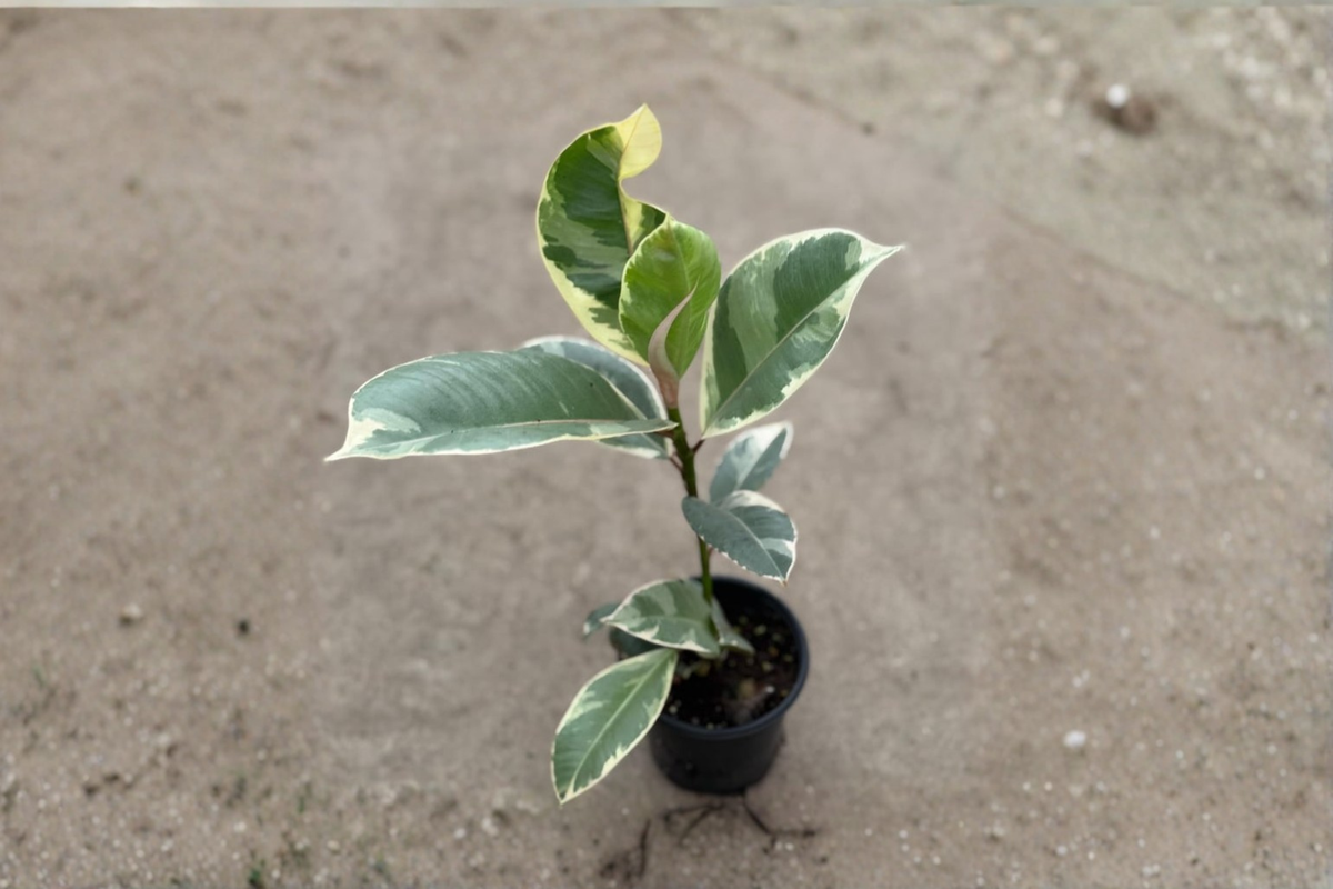 Ficus Tineke Variegated Rubber Plant – Indoor Houseplant in 4 Inch Pot, Tropical Foliage, Easy-Care Gift