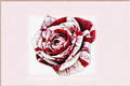 Red Blood Rose Seeds - Deep Red Flowering Rose Bush, Ornamental Garden Plant, Rosa spp., 30 Seeds