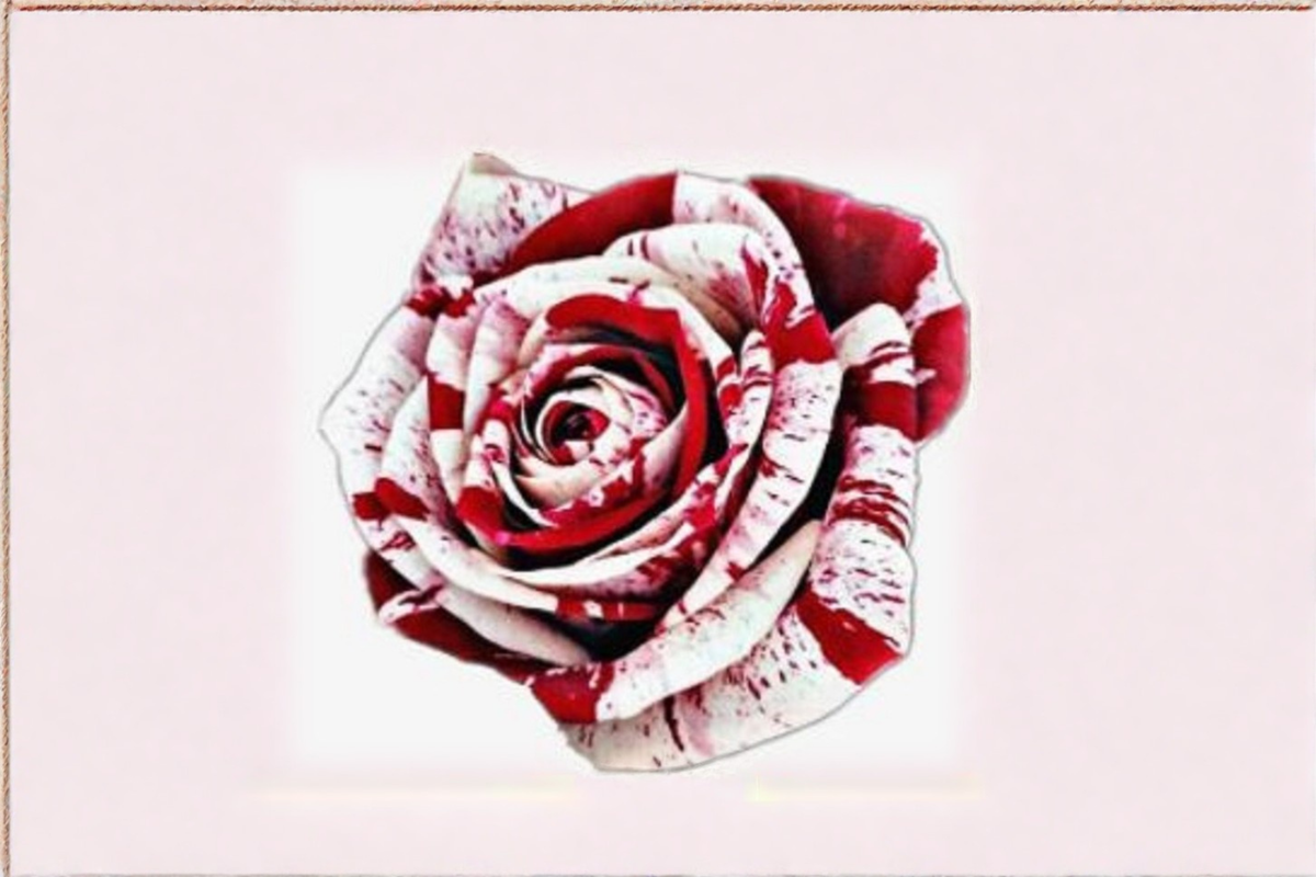 Red Blood Rose Seeds - Deep Red Flowering Rose Bush, Ornamental Garden Plant, Rosa spp., 30 Seeds