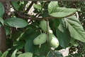 Pawpaw Tree Live Plant 12 Inch Tall Native Fruit Tree Asimina triloba for Yard Garden Planting