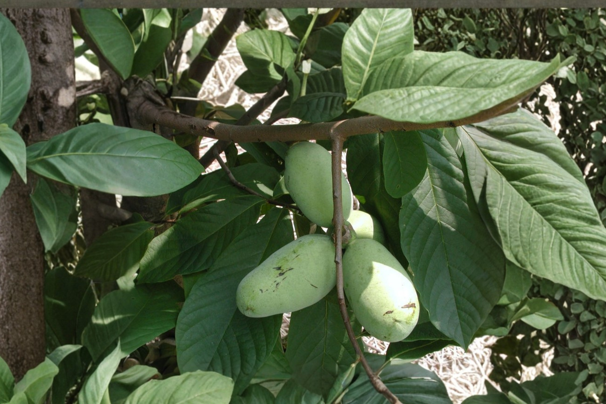 Pawpaw Tree Live Plant 12 Inch Tall Native Fruit Tree Asimina triloba for Yard Garden Planting
