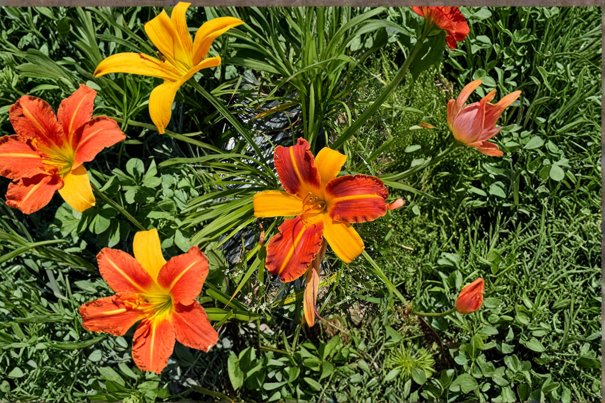 Daylily ‘Frans Hals’ Bare Root Plants – Red Yellow Bi-Color Perennial Flowers for Summer Garden Beds