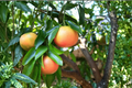 Live Rio Red Grapefruit Tree – Fruiting Age Citrus Plant, Seedless Variety, Citruss × paradisi