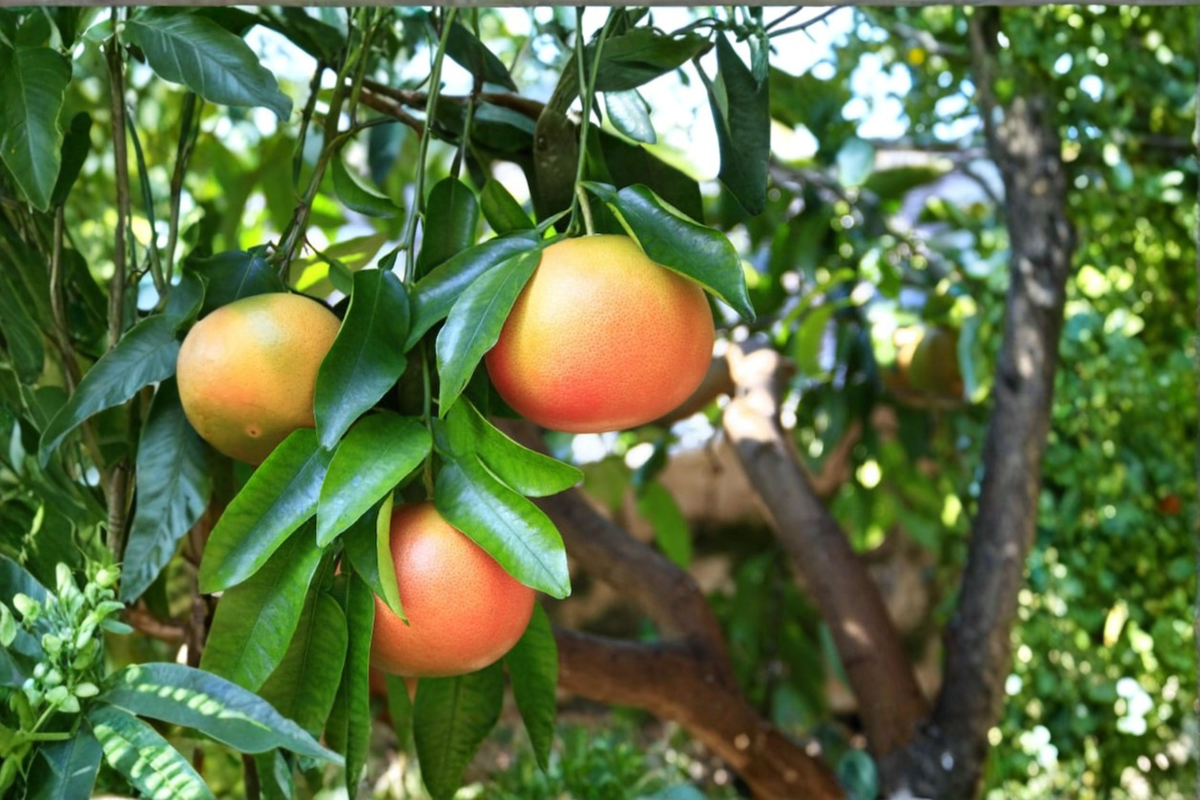 Live Rio Red Grapefruit Tree – Fruiting Age Citrus Plant, Seedless Variety, Citruss × paradisi