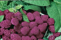 Purple Royalty Raspberry Seeds 100 Pack – Rare Berry Fruit Plant, Rubus Hybrid, Edible Landscaping, Container Friendly, USA Seller