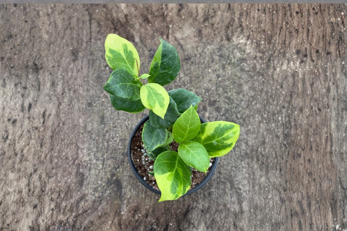 Hoya Obscura Albo Marginata Live Plant in 4-Inch Pot, Variegated Tropical Vine, Houseplant, Rare Hoya, Indoor Decor