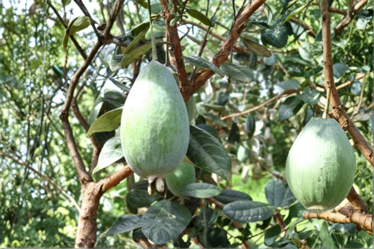 Grafted Pineapple Guava Plant 1 Gallon - Evergreen Edible Shrub Acca sellowiana Feijoa Fruit Tree
