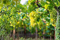 Lakemont Seedless White Grape Vine – 3 Gal Live Fruit Vine for Garden Trellis, Climbing, Fresh Table Grape, Vitis spp.