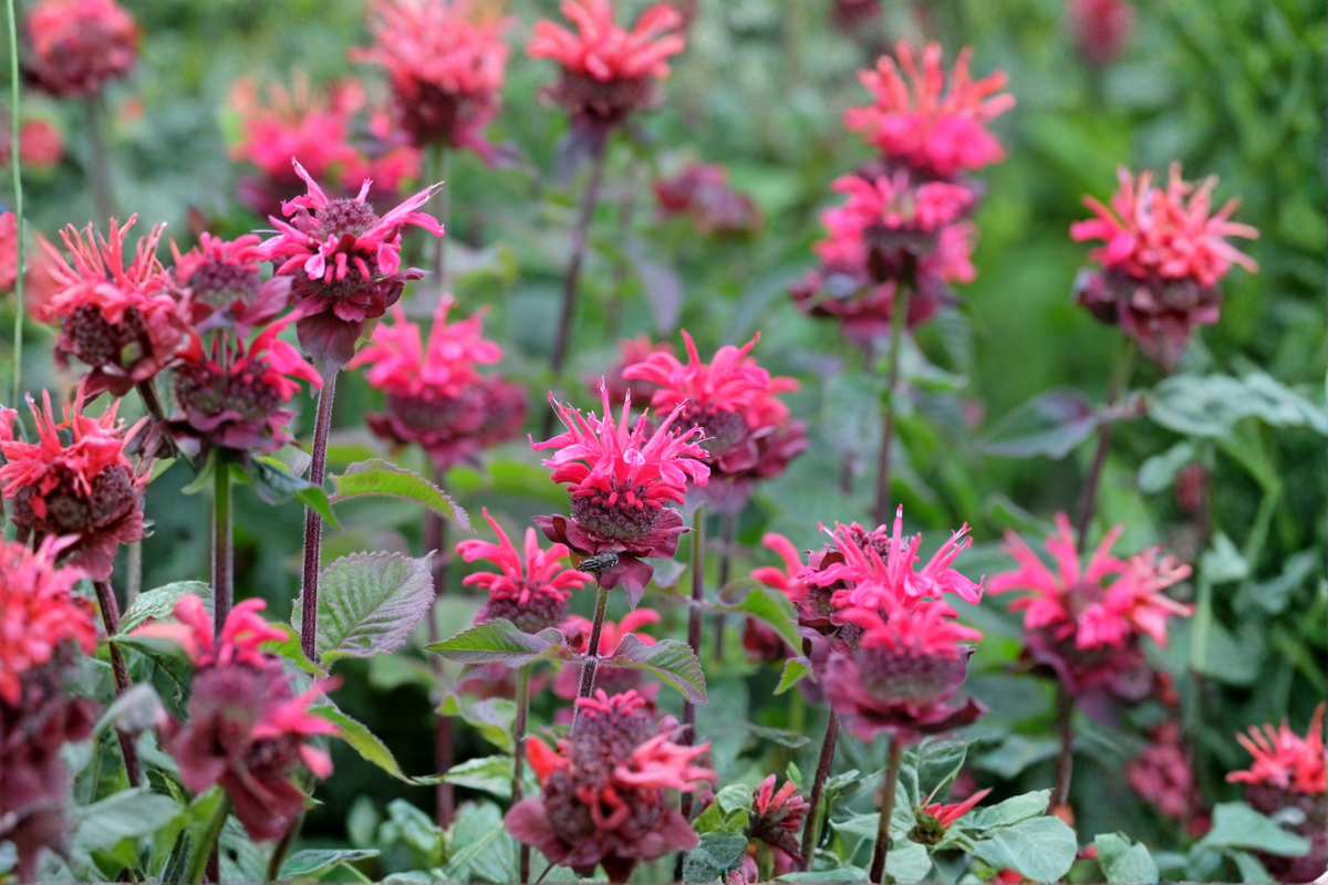 Monarda Bee You Bee Merry Live Plants – Red Blooms, Perennial Pollinator Garden, 1 Qt Pots, Monarda didyma