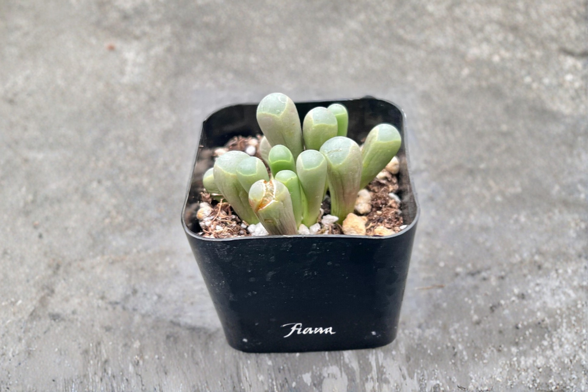 Baby Toes Succulent Live Plant in 2 Inch Pot, Fenestraria rhopalophylla, Indoor Houseplant, Unique Desert Decor