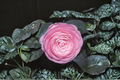 Japanese Camellia ‘Pearl Maxwell’ 1 Gallon Live Plant – Camellia japonica Pink White Evergreen Shrub for Shade Gardens