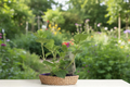 Organic Mojito Mint Live Plant, 3-8 Inch Spreading Herb, GMO-Free Mentha × villosa for Herb Gardens & Containers