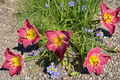 Daylily ‘Exquisitely Subversive’ Bare Root Plants – Pink Purple Perennial Flowers for Summer Garden, Hemerocallis
