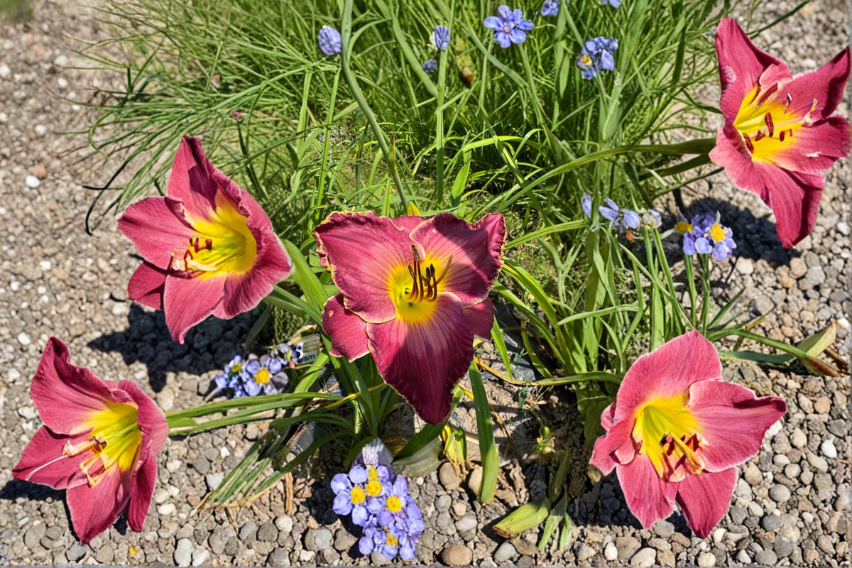 Daylily ‘Exquisitely Subversive’ Bare Root Plants – Pink Purple Perennial Flowers for Summer Garden, Hemerocallis