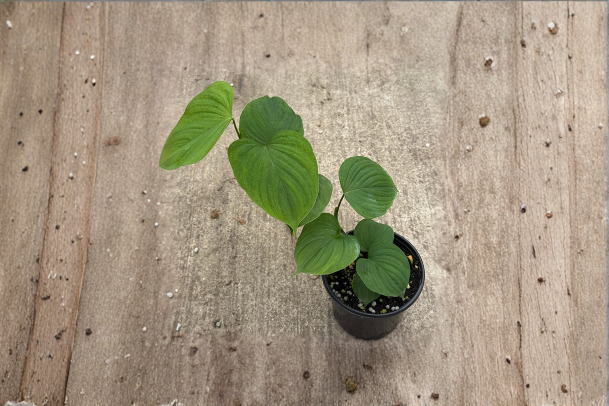 Philodendron Peru Live Plant – 4 Inch Pot, Tropical Green Foliage, Indoor Climbing Houseplant