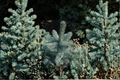 Baby Blue Eyes Colorado Spruce 12 Inch Live Plant in 1-Gallon Pot, Picea pungens Blue Evergreen Conifer for Garden & Landscape