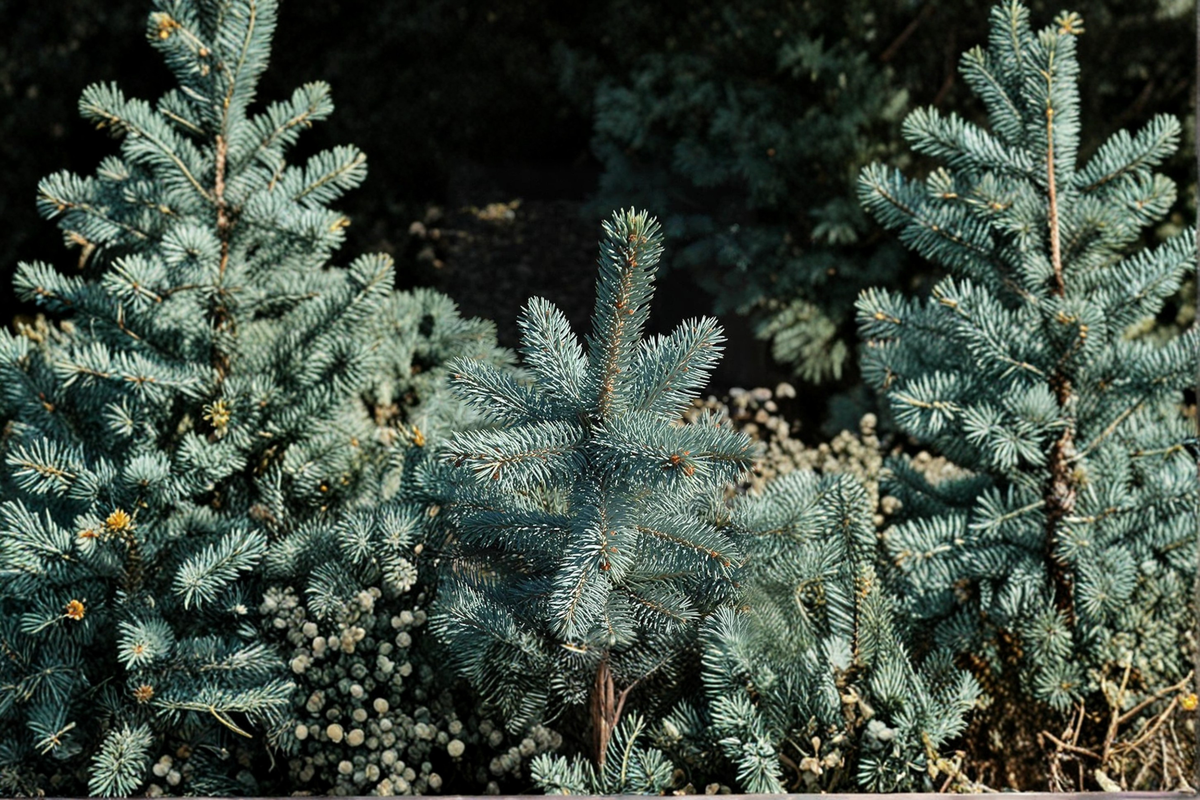 Baby Blue Eyes Colorado Spruce 12 Inch Live Plant in 1-Gallon Pot, Picea pungens Blue Evergreen Conifer for Garden & Landscape