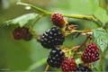 Ponca Thornless Blackberry Live Rooted Starter Plant – Rubus 'Ponca' Thornless Blackberry for Home Gardens & Edible Landscapes
