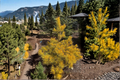 Nisbet’s Gold Scots Pine Live Plant 12 Inch Evergreen Conifer in 1-Gallon Pot, Golden Foliage, Cold Hardy Landscape Tree
