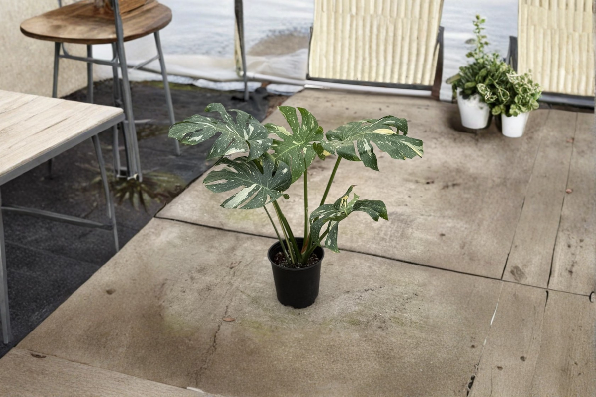 Monstera Thai Constellation XL Live Plant – Variegated Indoor Houseplant, Fully Rooted, Rare Tropical Foliage, Monstera deliciosa