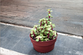 Variegated Elephant Bush Live Plant, Pet Safe Succulent, Indoor Outdoor Houseplant, Portulacaria afra, 3" or 4.5" Pot