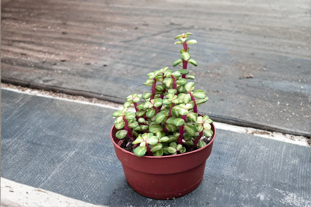 Variegated Elephant Bush Live Plant, Pet Safe Succulent, Indoor Outdoor Houseplant, Portulacaria afra, 3" or 4.5" Pot