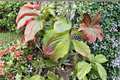 Beni Fuji Dogwood Live Plant – 12 Inch Grafted Pink Flowering Tree, Cornus florida, Ornamental Landscape Tree