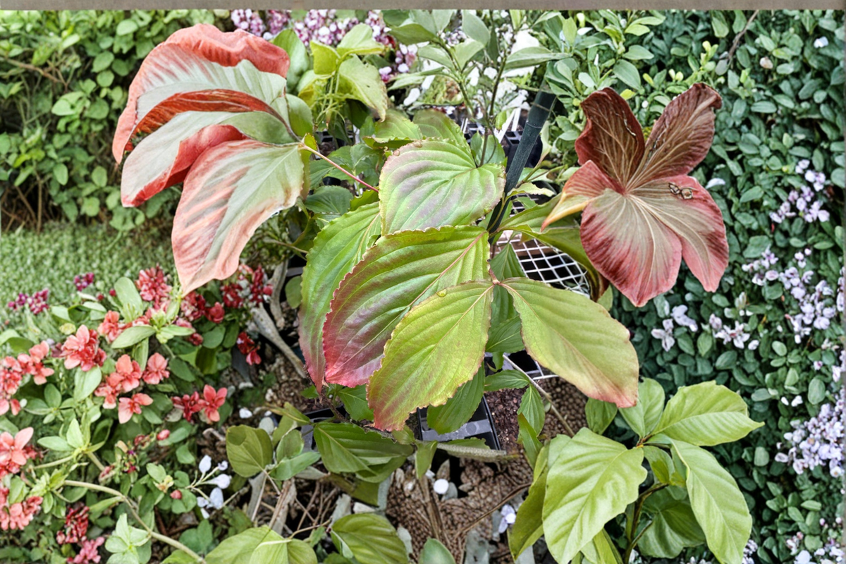 Beni Fuji Dogwood Live Plant – 12 Inch Grafted Pink Flowering Tree, Cornus florida, Ornamental Landscape Tree