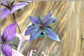 Purple Persian Shield Live Plant - 4.5 Inch Pot, Strobilanthes dyerianus, Tropical Foliage, Indoor & Patio Houseplant