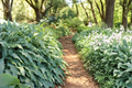 Hosta Wild Imagination Starter Plant in 3-Inch Pot, Variegated Green White Foliage, Shade Perennial, Herbaceous Garden Plant