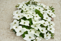 White Kousa Dogwood Live Plant – 4-5 Ft Tall, Ornamental Tree, Cornus kousa, White Flowers, Landscape, Garden Focal Point