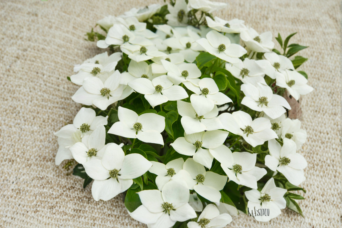 White Kousa Dogwood Live Plant – 4-5 Ft Tall, Ornamental Tree, Cornus kousa, White Flowers, Landscape, Garden Focal Point
