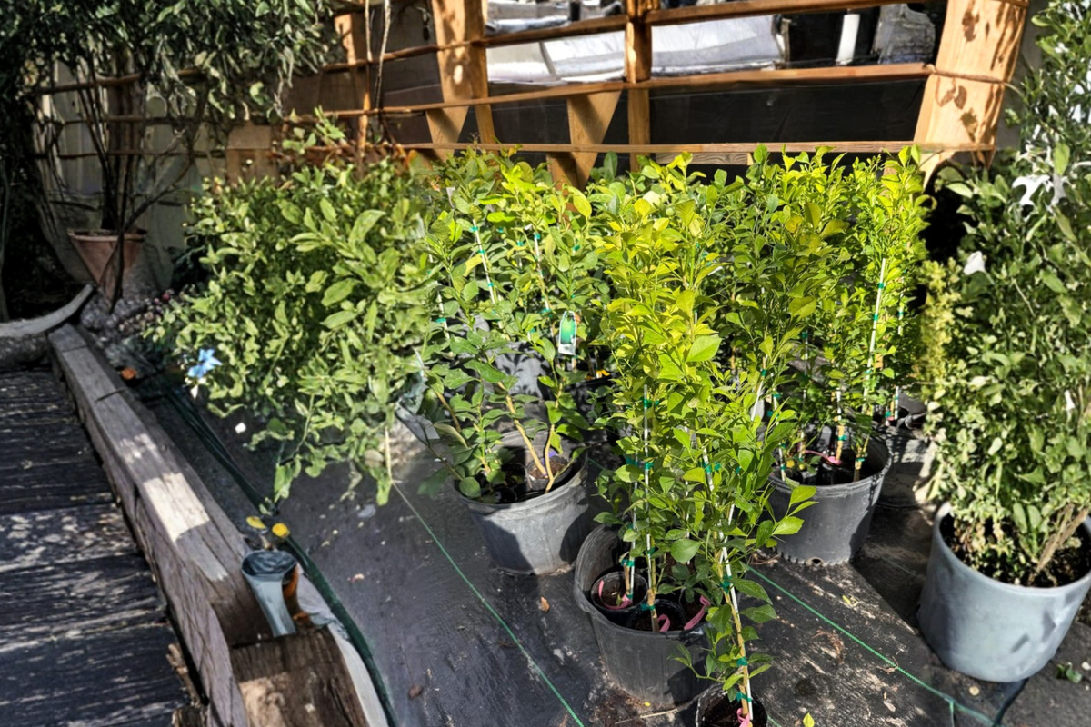 Red Finger Lime Tree Grafted 2 ft Citrus australasica Live Plant for Patio Garden