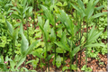 Myoga Ginger Live Roots – 2 oz Fresh Rhizomes – Edible Ornamental Zingiber mioga for Shade Gardens & Containers
