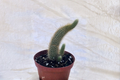 Monkey Tail Cactus Live Plant – 4 Inch Pot, Trailing Fuzzy Succulent, Indoor Outdoor Decor, Cleistocactus colademononis