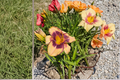 Daylily ‘Moon Music’ Bare Root Plants – Yellow Perennial Flower for Summer Gardens – Hemerocallis
