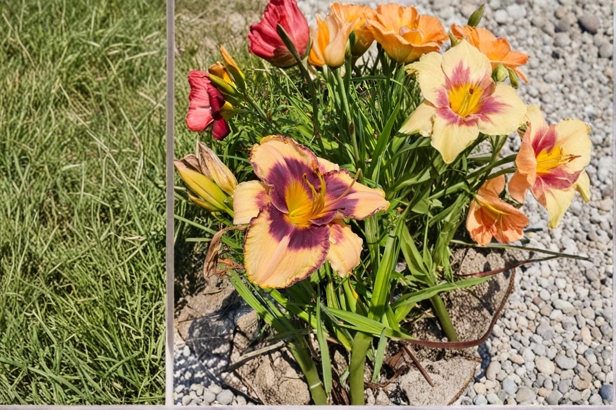 Daylily ‘Moon Music’ Bare Root Plants – Yellow Perennial Flower for Summer Gardens – Hemerocallis